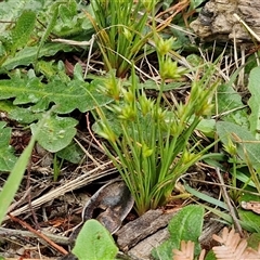 Juncus capitatus at Parkesbourne, NSW - 12 Oct 2024