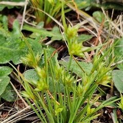 Juncus capitatus at Parkesbourne, NSW - 12 Oct 2024