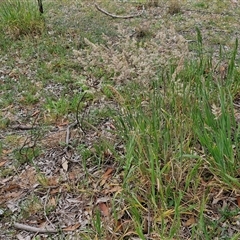 Holcus lanatus at Parkesbourne, NSW - 12 Oct 2024