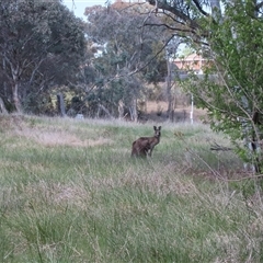 Macropus giganteus (Eastern Grey Kangaroo) at Melba, ACT - 12 Oct 2024 by dhkmapr