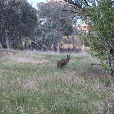 Macropus giganteus (Eastern Grey Kangaroo) at Melba, ACT - 12 Oct 2024 by dhkmapr