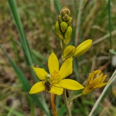 Bulbine bulbosa (Golden Lily, Bulbine Lily) at Parkesbourne, NSW - 12 Oct 2024 by trevorpreston