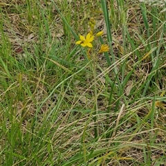 Bulbine bulbosa at Parkesbourne, NSW - 12 Oct 2024