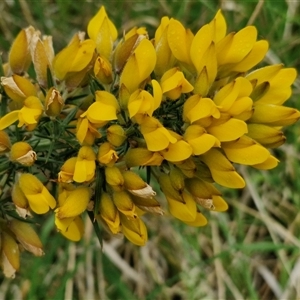 Ulex europaeus at Parkesbourne, NSW - 12 Oct 2024 11:24 AM