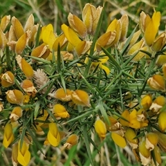 Ulex europaeus at Parkesbourne, NSW - 12 Oct 2024