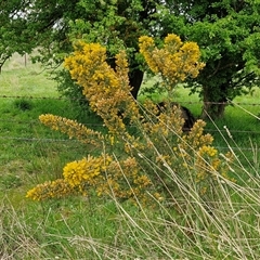 Ulex europaeus at Parkesbourne, NSW - 12 Oct 2024