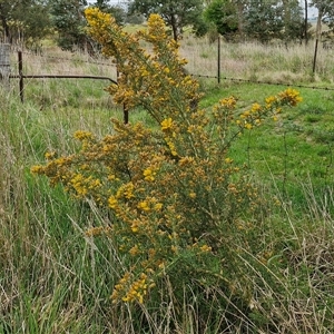 Ulex europaeus at Parkesbourne, NSW - 12 Oct 2024