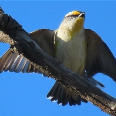 Pardalotus striatus (Striated Pardalote) at Symonston, ACT - 1 Oct 2024 by RobParnell