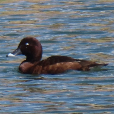 Aythya australis (Hardhead) at Symonston, ACT - 1 Oct 2024 by RobParnell