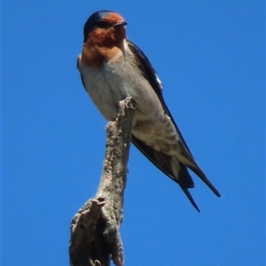 Hirundo neoxena at Symonston, ACT - 1 Oct 2024