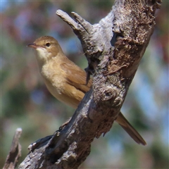 Acrocephalus australis (Australian Reed-Warbler) at Symonston, ACT - 1 Oct 2024 by RobParnell