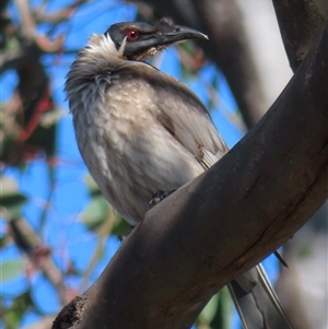 Philemon corniculatus at Symonston, ACT - 1 Oct 2024