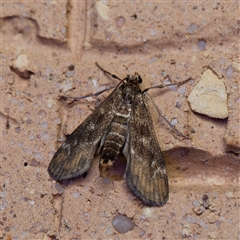 Hygraula nitens (Pond Moth) at Harrison, ACT - 11 Oct 2024 by DPRees125