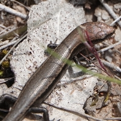 Lampropholis delicata (Delicate Skink) at Hall, ACT - 11 Oct 2024 by Anna123