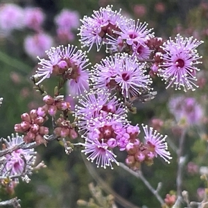 Kunzea parvifolia at Bruce, ACT - 12 Oct 2024