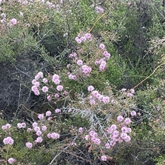 Kunzea parvifolia at Bruce, ACT - 12 Oct 2024