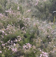 Kunzea parvifolia at Bruce, ACT - 12 Oct 2024