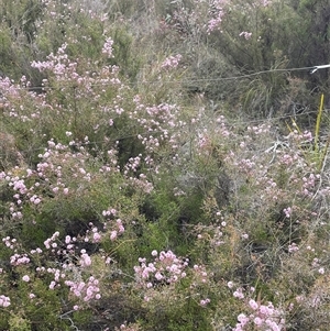 Kunzea parvifolia at Bruce, ACT - 12 Oct 2024 09:36 AM