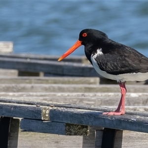 Haematopus longirostris (Australian Pied Oystercatcher) at North Haven, NSW by rawshorty