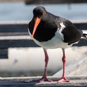 Haematopus longirostris at North Haven, NSW - suppressed