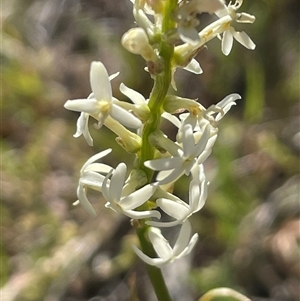 Stackhousia monogyna at Kenny, ACT - 10 Oct 2024