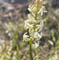 Stackhousia monogyna at Kenny, ACT - 10 Oct 2024