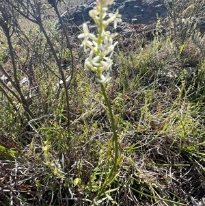 Stackhousia monogyna at Kenny, ACT - 10 Oct 2024