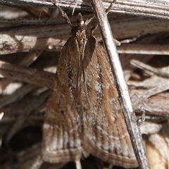 Eudonia cleodoralis (A Crambid moth) at Hall, ACT - 12 Oct 2024 by Anna123