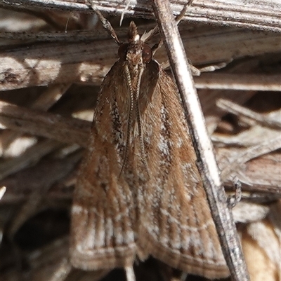 Eudonia cleodoralis (A Crambid moth) at Hall, ACT - 12 Oct 2024 by Anna123