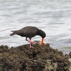 Haematopus fuliginosus (Sooty Oystercatcher) at Camden Head, NSW - 11 Oct 2024 by rawshorty