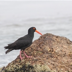 Haematopus fuliginosus at Camden Head, NSW - 12 Oct 2024