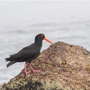 Haematopus fuliginosus at Camden Head, NSW - 12 Oct 2024