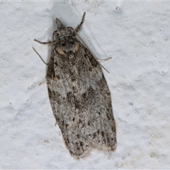 Isotenes miserana (Orange Fruit Borer) at Melba, ACT - 7 Oct 2024 by kasiaaus