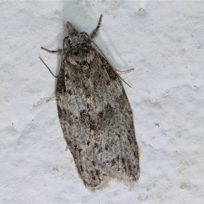 Isotenes miserana (Orange Fruit Borer) at Melba, ACT - 7 Oct 2024 by kasiaaus