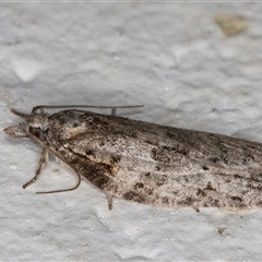 Isotenes miserana at Melba, ACT - 7 Oct 2024 11:41 PM