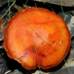 Leratiomyces ceres (Red Woodchip Fungus) at Yarralumla, ACT - 15 Jun 2024 by TimL
