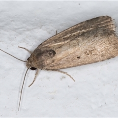 Athetis tenuis (Plain Tenuis Moth) at Melba, ACT - 7 Oct 2024 by kasiaaus