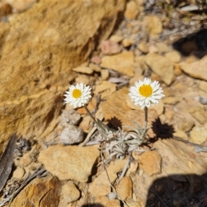 Leucochrysum albicans subsp. tricolor at Bungendore, NSW - 12 Oct 2024