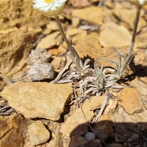 Leucochrysum albicans subsp. tricolor at Bungendore, NSW - 12 Oct 2024