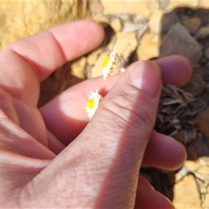 Leucochrysum albicans subsp. tricolor at Bungendore, NSW - suppressed