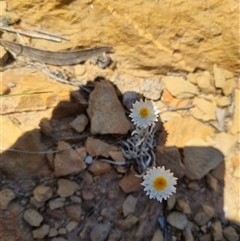 Leucochrysum albicans subsp. tricolor at Bungendore, NSW - suppressed