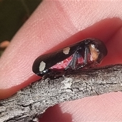 Eurymela distincta (Gumtree leafhopper) at Bungendore, NSW - 11 Oct 2024 by clarehoneydove