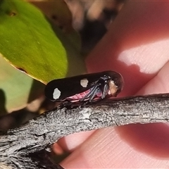 Eurymela distincta at Bungendore, NSW - 12 Oct 2024