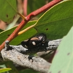 Eurymela distincta at Bungendore, NSW - 12 Oct 2024