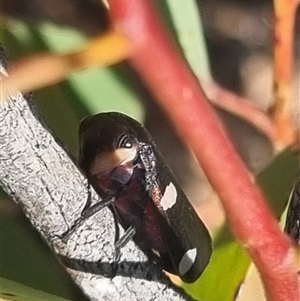 Eurymela distincta at Bungendore, NSW - suppressed