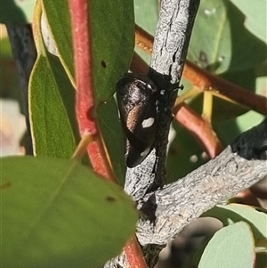 Eurymela distincta at Bungendore, NSW - suppressed