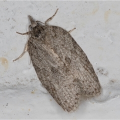 Isotenes miserana (Orange Fruit Borer) at Melba, ACT - 8 Oct 2024 by kasiaaus