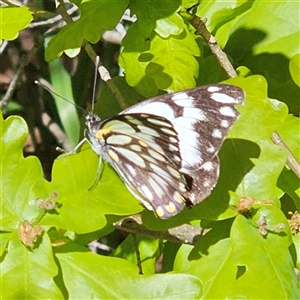 Belenois java at Braidwood, NSW - 12 Oct 2024