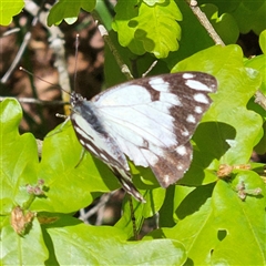 Belenois java at Braidwood, NSW - 12 Oct 2024