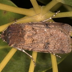 Agrotis infusa (Bogong Moth, Common Cutworm) at Melba, ACT - 8 Oct 2024 by kasiaaus